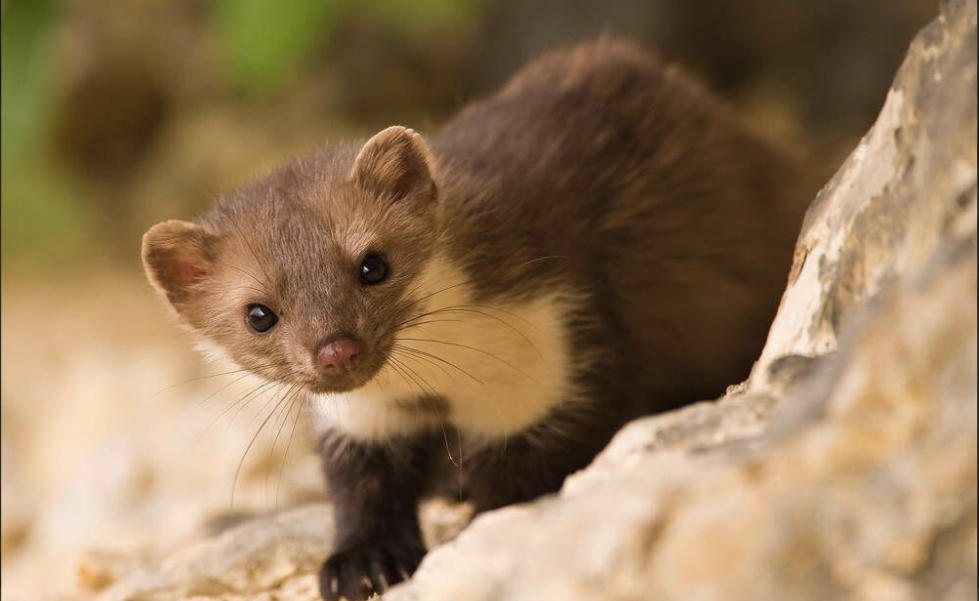 Fouine (Stone Marten)
