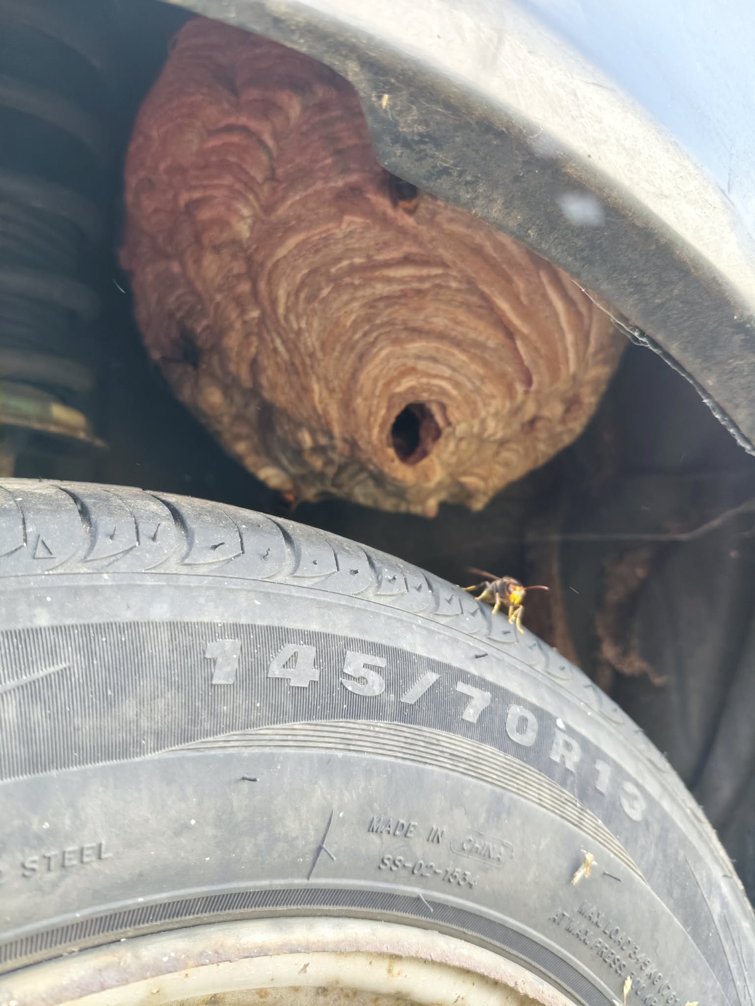 Intervention DGF76 - Nid sous l'aile d'une voiture